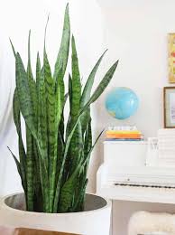 Snake plant green